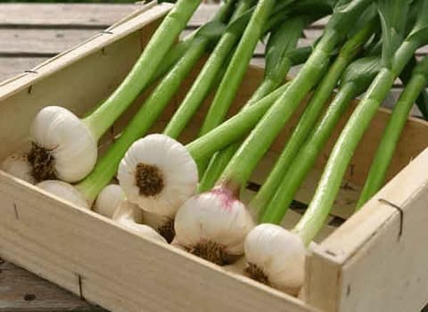 تصویر 3 از سیر کوهی راهکار طبیعی برای بهبود هضم و سلامتی